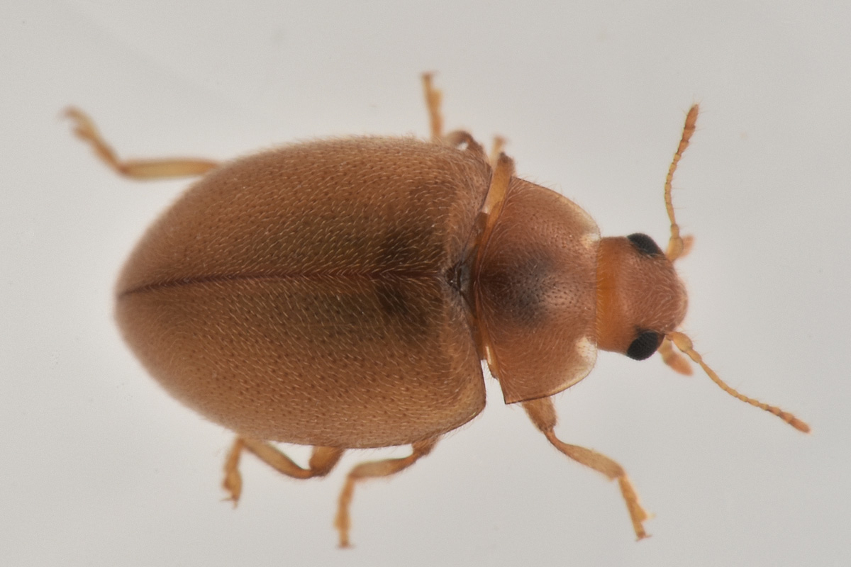 Coccinellidae: Rhyzobius litura